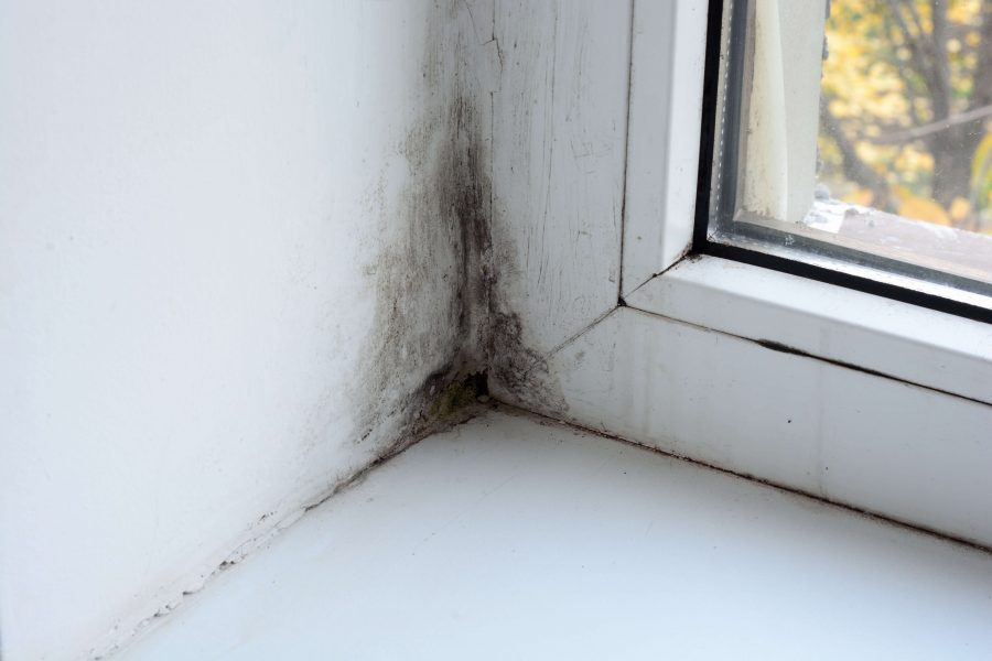 Picture to show damp on the internal walls and window of a home